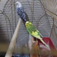 مرغ عشق جفت بالغ همراه قفس و ارزن و ویتامین ها