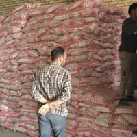 فروش برنج سبزبهار متمایز شاهپخت جشنواره چارلی احمد|خوردنی و آشامیدنی|کارون, |دیوار