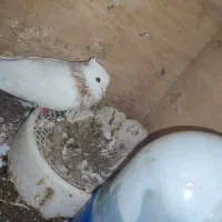 نروماده طوقی