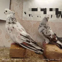 کبوتر جفتگاهی