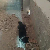دو قلاده سگ هاسکی نر و ماده اصل نژاد