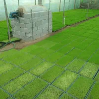 توم نشا درجه یک هاشمی