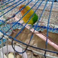 طوطی  برزیلی خوشگل ناز|پرنده|نهاوند, |دیوار