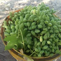 5000متر-زمین-باغی-به-همراه-140متر-بنای-قدیمی
