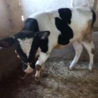 گوساله ماده