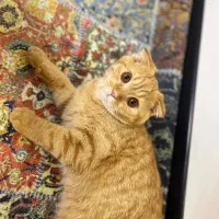 گربه اسکاتیش