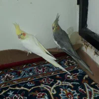 یک جفت عروس هلندی یک ساله