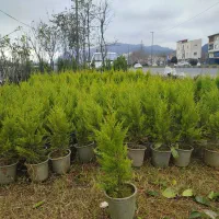 نهالستان کامران