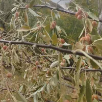 باغ،زمین باغی، ویلا