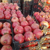 انار کاشمر|عمدهفروشی|کاشمر, |دیوار