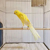 قناری رسمی بلند|پرنده|کرج, استاندارد|دیوار