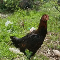 مرغ لاری اصیل نسل دار