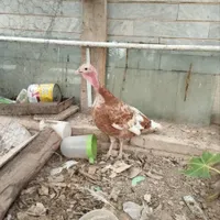 بوقلمون|پرنده|اصفهان, برازنده|دیوار
