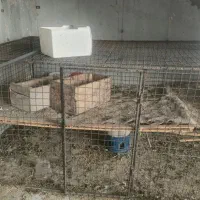 قفس مرغی با جوشکاری مرتب و دقیق سربندر|لوازم جانبی حیوانات|بندر امام خمینی, |دیوار