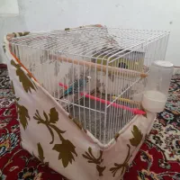 مرغ عشق