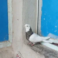 طوقی نر|پرنده|قزوین, |دیوار