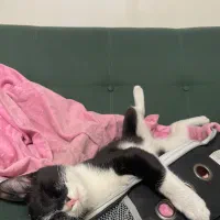 واگزاری رایگان گربه نر باوسایل