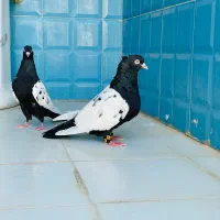 کبوتر سینه سیاه کفتر پلاکی دم سفید