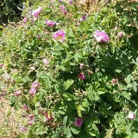 کارگر گلچین میخام