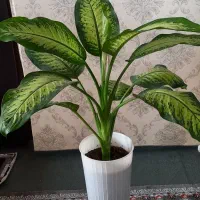 گل دیفن زیبا و شاداب|گل و گیاه طبیعی|لنگرود, |دیوار