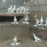 کبوتر.آغ ایاخلی (اوجاپاچا)8عددفروشی