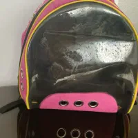 گربه پرشین|گربه|تبریز, |دیوار