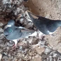 یک جفت خوشرنگ سیاه درجه یک