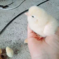 گالری از مرغ خروس جوجه محلی|حیوانات مزرعه|بهبهان, |دیوار