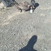 بوقلمو گوشتی ۷ماهه|حیوانات مزرعه|صومای برادوست, |دیوار