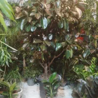 گل های خاص آپارتمانی