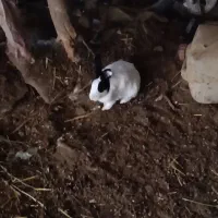 خرگوش دو نژاده