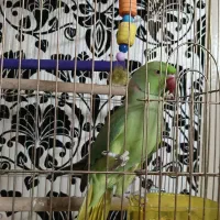 دو تاجوجه طوطی ملنگو و یک جفت طوطی گرینچیک