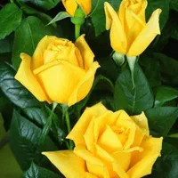 خوابگاه دخترانه زرگری