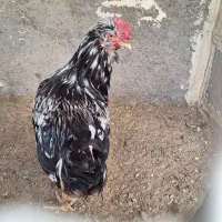 یک عدد خروس گلین چهل تاج