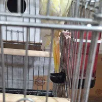 عروس هلندی با جوجه|پرنده|مرند, |دیوار