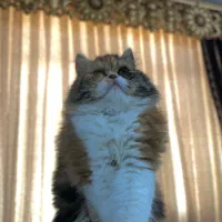 گربه|گربه|آبادان, |دیوار