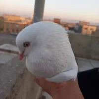 حیوان|پرنده|دهگلان, |دیوار