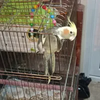 ی جفت عروس به همراه تخم