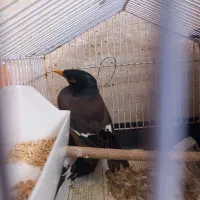 مرغ مینا|پرنده|رشت, استقامت ۲|دیوار