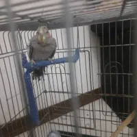 فروش عروس هلندی|پرنده|تهران, شهرک صدرا|دیوار