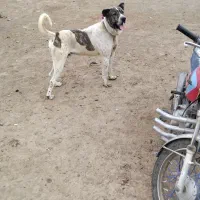 سگ ن|سگ|هریس, |دیوار