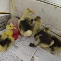 جوجه غاز اکراینی|حیوانات مزرعه|ساری, |دیوار