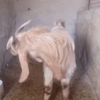 بزنرجوان چاق