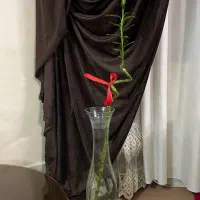 فروش گل بامبو