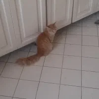 گربه حرف گوش کن و تمیز و با ادب|گربه|تهران, افسریه شمالی|دیوار