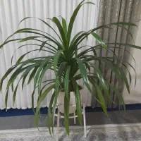 گل آپارتمانی پاچیرا