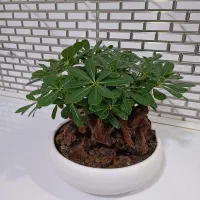 گل بنسای هندی مقاوم