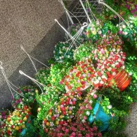 گل مصنوعی|گل مصنوعی|همدان, |دیوار