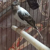 ماده قناری