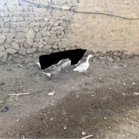 یک جفت غاز محلی